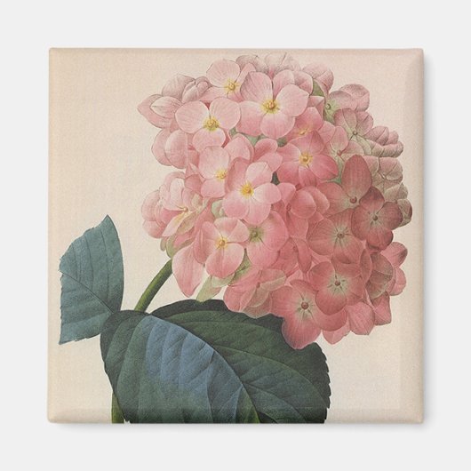  tuinbouwers, roze hydrangea Hortensia Magneet (Voorkant)