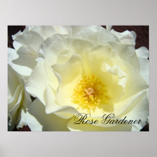 Tuinier met rozen Fijne kunstdrukken cadeaus Witte Poster