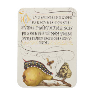 Tuininsecten, Vlieg, Rups, Peer, Duizendpoot Magneet