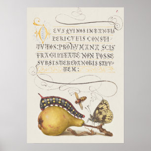 Tuininsecten, Vlieg, Rups, Peer, Duizendpoot Poster