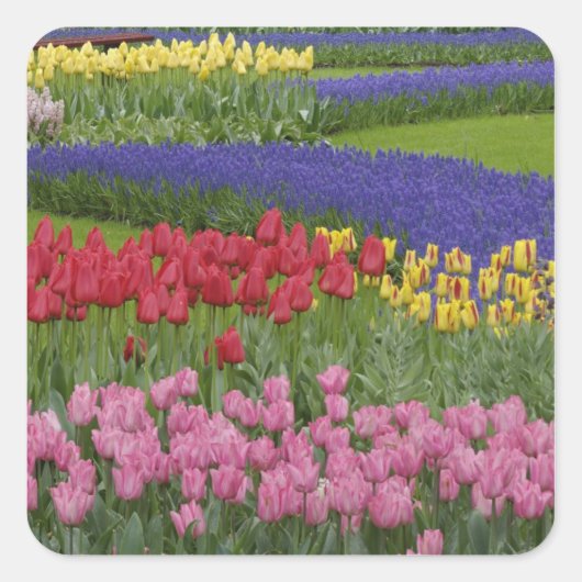 Tuinkers, Grape Hyacinth en Vierkante Sticker (Voorkant)