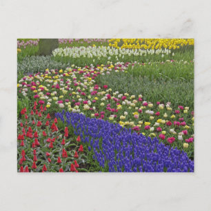 Tuinontwerp van druifhyacint, en tulpen, briefkaart