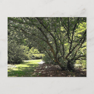 Tuinpad door Mark Edward Westerfield Briefkaart