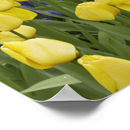 Tuinpatroon van de druiventeelt Hyacinth en Poster (Hoek)