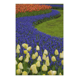 Tuinpatroon van druifhyacint bloemen en 2 foto afdruk