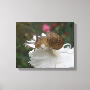 Tuinslak en Witte Anjer Canvasprint Canvas Afdruk