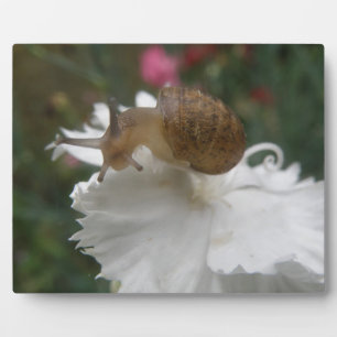 Tuinslak en witte anjer Plaque Fotoplaat