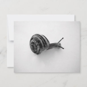 Tuinslak Natuurfotografie