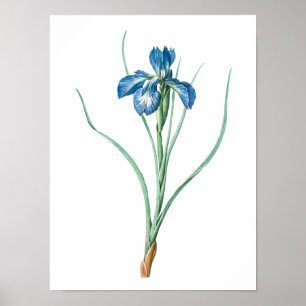 tuinventiel Donkere Paars Iris Poster