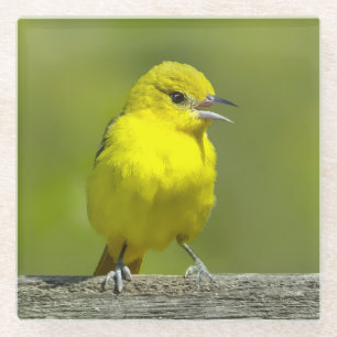 Tuinwielewaal - Originele Foto Glazen Onderzetter