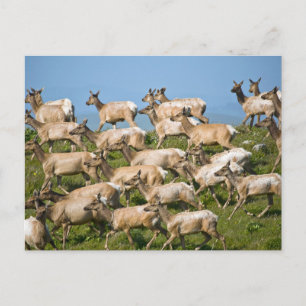 Tule eland  Point Reyes National Seashore, CA Briefkaart