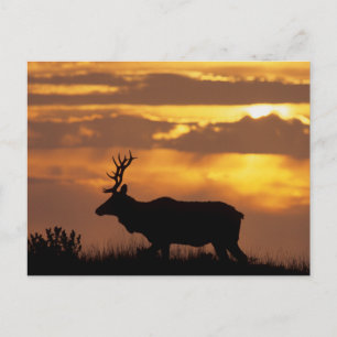 Tule Elk Point Reyes National Seashore Briefkaart
