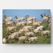 Tule Elk| Point Reyes National Seashore, CA Fotoplaat (voorkant)