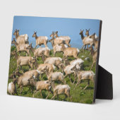 Tule Elk| Point Reyes National Seashore, CA Fotoplaat (Zijkant)