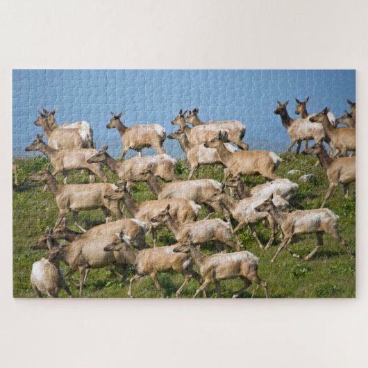 Tule Elk| Point Reyes National Seashore, CA Legpuzzel (Horizontaal)