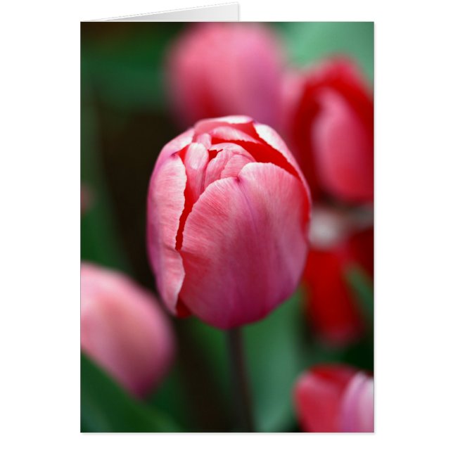 Tuliforme rose (Devant)