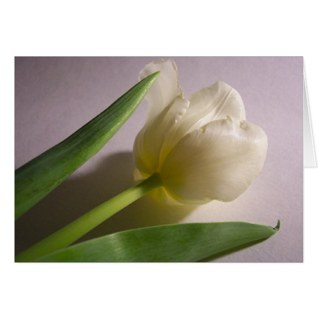 Tulip (Devant horizontal)