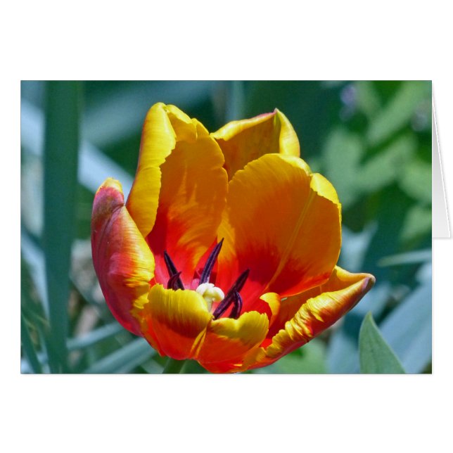 Tulip (Devant horizontal)