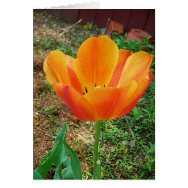 Tulip (Devant)