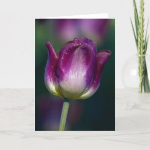 Tulip01 Kaart