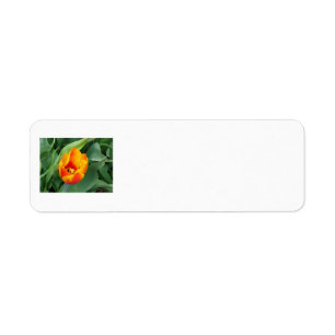 Tulip-adreslabel Etiket