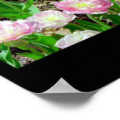 Tulip Angelique Poster (Hoek)
