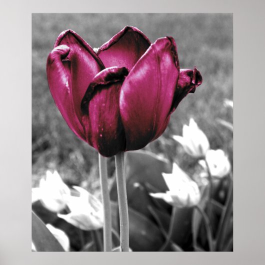 Tulip Art Poster (Voorkant)