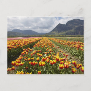 Tulip Boerderij nabij Agassiz, Brits-Columbia, Briefkaart