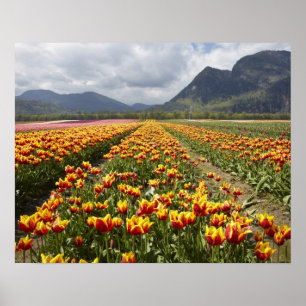 Tulip Boerderij nabij Agassiz, Brits-Columbia, Poster