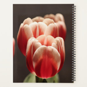 Tulip Botanical Beau Amsterdam Paysage
