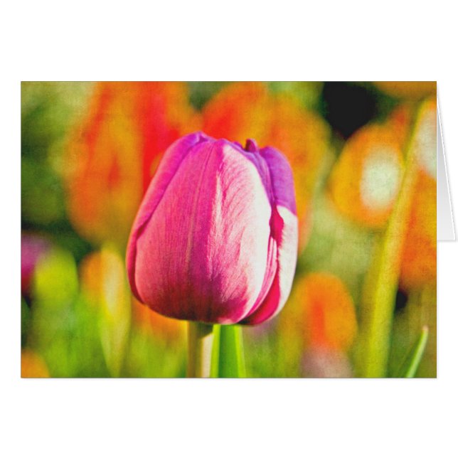 Tulip Collage (Voorkant Horizontaal)