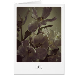 "tulip" de Heidi Rondak Photographie