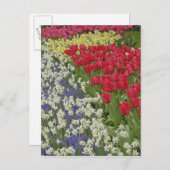Tulip en daffodil garden, Keukenhof Gardens Briefkaart (Voorkant / Achterkant)