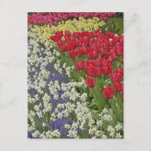 Tulip en daffodil garden, Keukenhof Gardens Briefkaart
