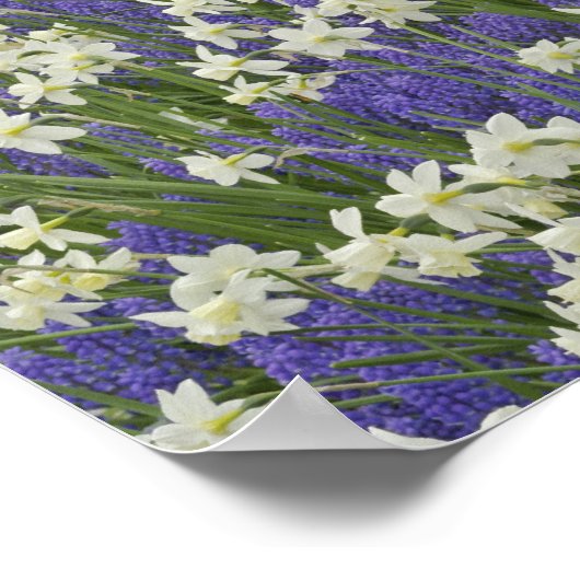 Tulip en daffodil tuinen, Keukenhof Gardens Poster (Hoek)