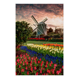 Tulip Festival Perfect Poster