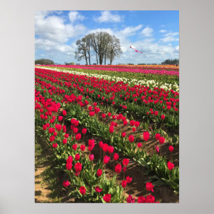 Tulip Field met Kite, Oregon Poster