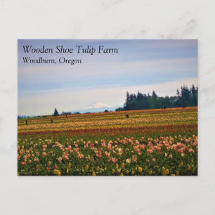 Tulip Field met Mt. Hood, Briefkaart van Oregon