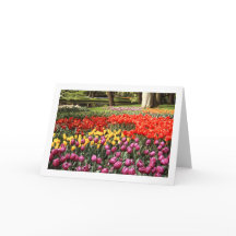 Tulip Galore Plier Carte de voeux vierge