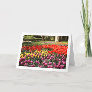 Tulip Galore Plier Carte de voeux vierge
