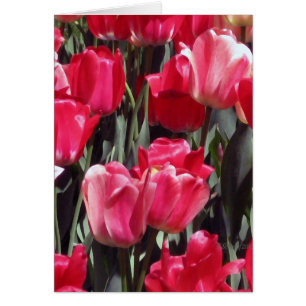 Tulip Garden