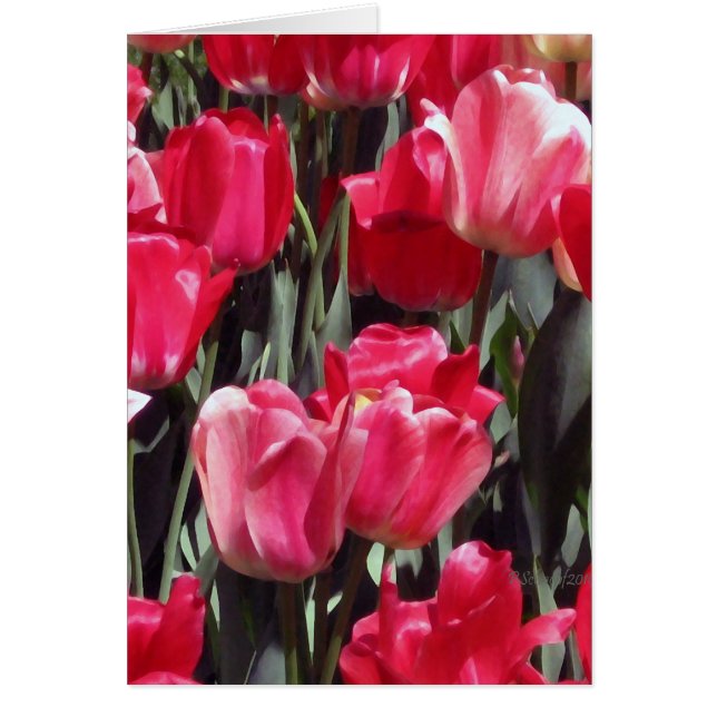 Tulip Garden (Voorkant)