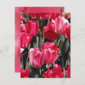 Tulip Garden Briefkaart (Voorkant / Achterkant)