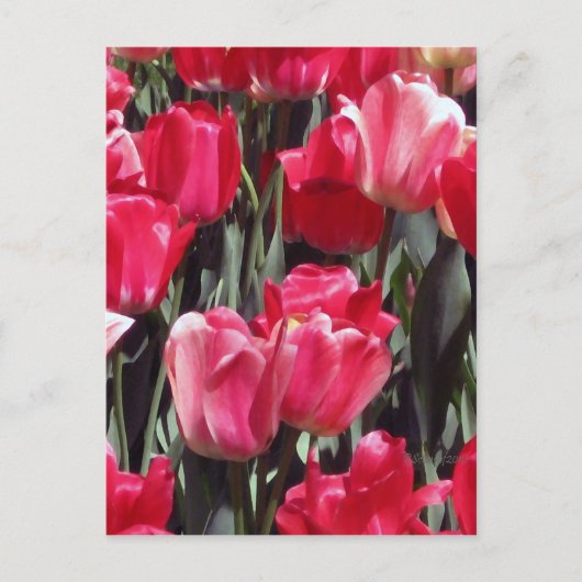 Tulip Garden Briefkaart (Voorkant)