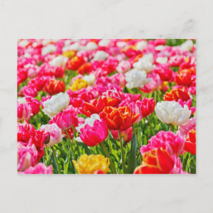Tulip Garden Briefkaart