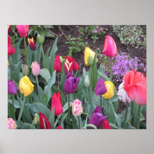 Tulip Garden Poster (Voorkant)