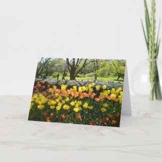 Tulip Garden Voir la carte de voeux