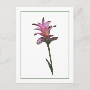 Tulip Ginger Botanisch Briefkaart met fotoketch