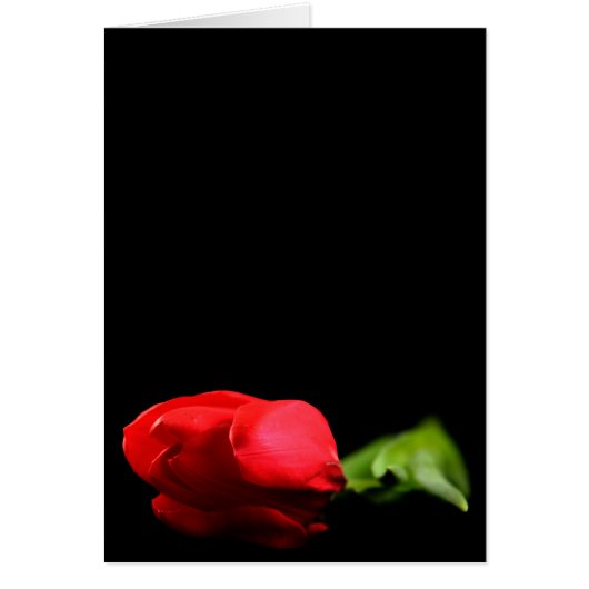 Tulip Greetnig Card (Voorkant)