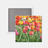 Tulip Natuur Foto Magneet (Voorkant / Achterkant)